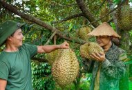 Sầu riêng Việt Nam chiếm 57% thị phần tại Trung Quốc, đẩy Thái Lan xuống “cửa dưới”